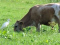 Bos taurus Cow grazing countryside meadow  white stork Royalty Free Stock Photo