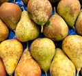 Bosc Pears in the market