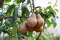 Bosc pears in the tree