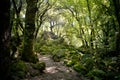 Bosco del Sasseto, the Snow White Forest, Torre Alfina, Italy Royalty Free Stock Photo