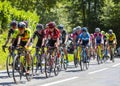 The Feminine Peloton - La Course by Le Tour de France 2019