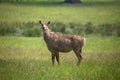 Boselaphus tragocamelus, also known as nilgai. ZSL Whipsnade Zoo, Bedfordshire, England.