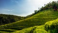 Boseong green tea farm