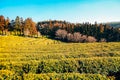 Boseong green tea field in Korea