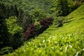 Boseong green tea field plantation