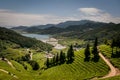 Boseong green tea field plantation, South Korea