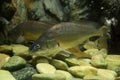 Bosesmania microlepis fish Royalty Free Stock Photo