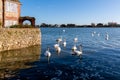 A Gathering of Mute Swans at Bosham West Sussex on January 1, 2013