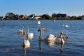 BOSHAM, WEST SUSSEX/UK - January 1 : A gathering of Mute Swans a