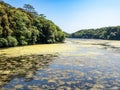 bosherton lily ponds, Wales Royalty Free Stock Photo