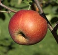 Boskoop, Alte Sorte, Apfel, Malus domestica Royalty Free Stock Photo