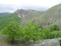 Bosnia and Herzegovina - Bjelasnica - green young nature moments