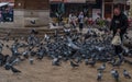 BOSNIA AND HERZEGOVINA - November 14 2022: pigeons near Sebilj fountain in Pigeon Square, Bascarsija quarter, Sarajevo