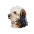 Bosnian Coarse-haired Hound, Barak dog digital art illustration isolated on white background. Bosnia and Herzegovina origin Royalty Free Stock Photo