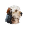 Bosnian Coarse-haired Hound, Barak dog  illustration isolated on white background. Bosnia and Herzegovina origin hunting dog. Pet Royalty Free Stock Photo