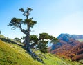 Bosnian pine on Serra di Crispo mountain Garden of Gods, Pollino National Park, southern Apennine Mountains, Italy Royalty Free Stock Photo