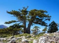 Bosnian pines Pino Loricato on top of Serra di Crispo mountain So called Garden of Gods , Pollino National Park, southern Ape