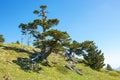Bosnian pines on top of Serra di Crispo mountain.