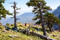 Bosnian pines on top of Serra di Crispo mountain Garden of Gods, Pollino National Park, southern Apennine Mountains, Italy
