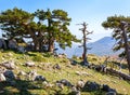 Bosnian pines on top of Serra di Crispo mountain Garden of Gods, Pollino National Park, southern Apennine Mountains, Italy Royalty Free Stock Photo