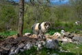 Bosnian Shepherd Dog (Tornjak) Royalty Free Stock Photo