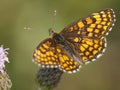 Bosparelmoervlinder, Heath Fritillary, Melitaea athalia Royalty Free Stock Photo