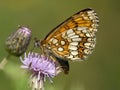 Bosparelmoervlinder, Heath Fritillary, Melitaea athalia Royalty Free Stock Photo