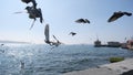 Bosphorus of istanbul seagulls and doves flying. ferry and ships on harbor and port during sunny day. Royalty Free Stock Photo