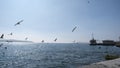 Bosphorus of istanbul seagulls and doves flying. ferry and ships on harbor and port during sunny day. Royalty Free Stock Photo