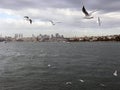 Many seagulls flying over Bosphorus. Turkish seascape, Istanbul seascape, Turkish sea landscape