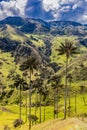 Bosque De Palma De Cera La Samaria San Felix Salamina Caldas Col Royalty Free Stock Photo