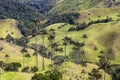 Bosque De Palma De Cera La Samaria San Felix Salamina Caldas Col Royalty Free Stock Photo