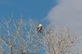 Bosque del Apache New Mexico, Ferruginous Hawk Buteo regalis in top branches of a cottonwood tree, winter Royalty Free Stock Photo