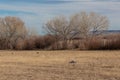 Bosque del Apache New Mexico, Sandhill cranes Antigone canadensis in field before cottonwoods and tall grasses