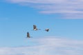 Bosque del Apache New Mexico, Sandhill cranes Antigone canadensis in flight Royalty Free Stock Photo