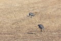 Bosque del Apache New Mexico, Sandhill cranes Antigone canadensis pair in open field, early morning Royalty Free Stock Photo