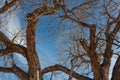 Bosque del Apache New Mexico, trunks and branches of bare cottonwood trees against a bright blue sky in winter Royalty Free Stock Photo