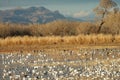 Bosque Del Apache NWR