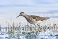 Bosruiter, Wood Sandpiper, Tringa glareola Royalty Free Stock Photo