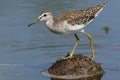 Bosruiter, Wood Sandpiper, Tringa glareola