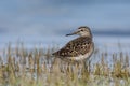 Bosruiter, Wood Sandpiper, Tringa glareola