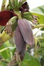 Banana Blossom Royalty Free Stock Photo