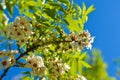 Blossom of white flowers on the tree Royalty Free Stock Photo