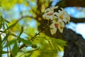 Bossom of white flowers on the tree Royalty Free Stock Photo