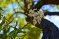 Bossom of white flowers on the tree Royalty Free Stock Photo