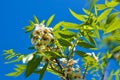 Bossom of white flowers on the tree Royalty Free Stock Photo