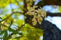 Bossom of white flowers on the tree Royalty Free Stock Photo