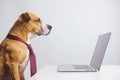 A bossy looking dog in a tie sits at a computer desk in the office.