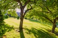 Boston Common public garden tree Massachusetts Royalty Free Stock Photo