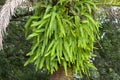 Boston Fern Hanging From A Tree